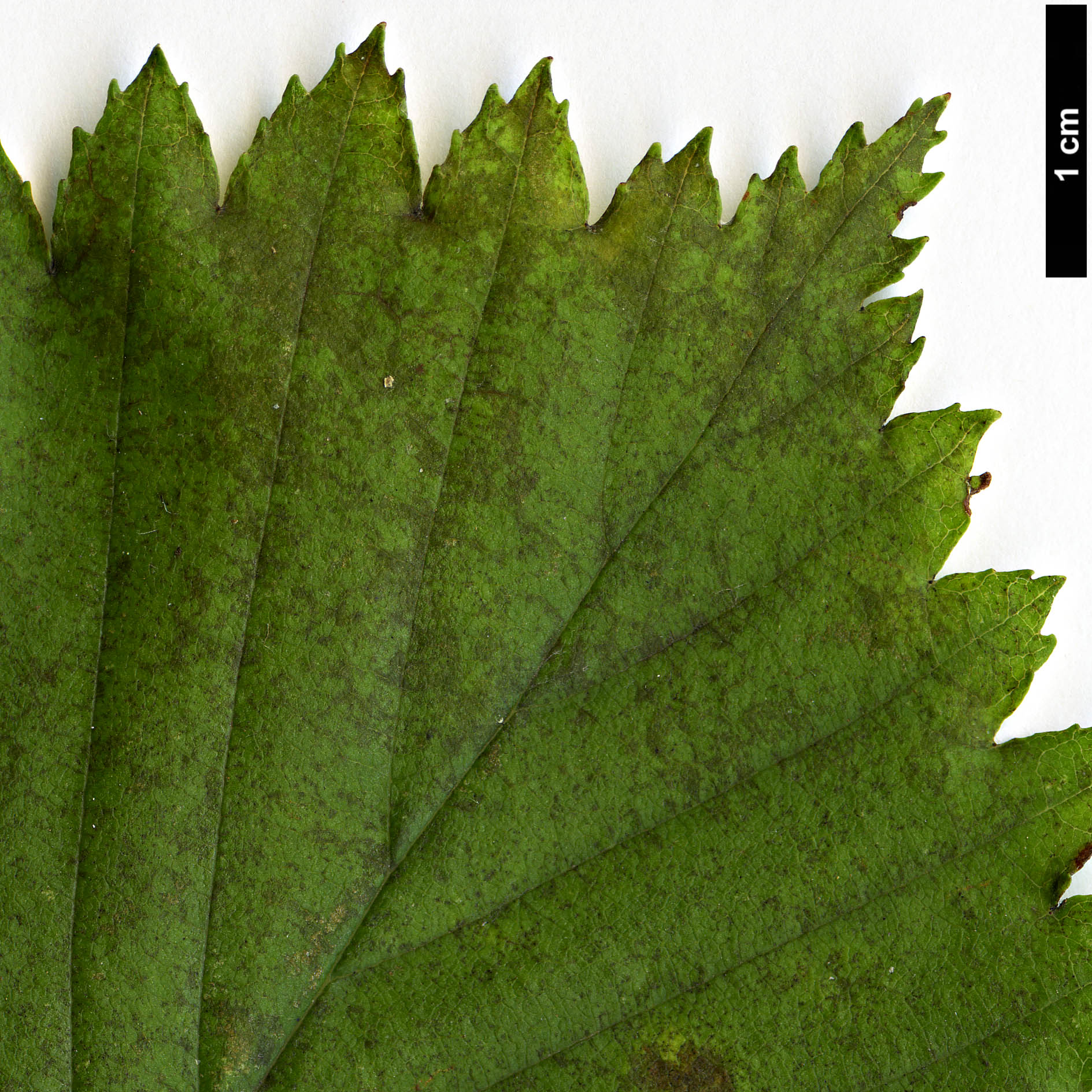 High resolution image: Family: Rosaceae - Genus: Sorbus - Taxon: japonica - SpeciesSub: var. japonica